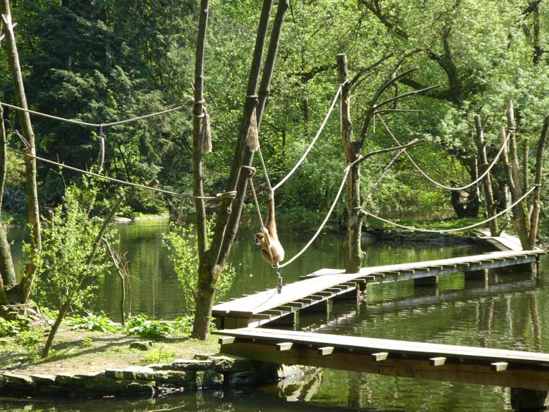 Weißhandgibbon JUNIOR am 22. April 2018 am Großen Teich im Grünen Zoo Wuppertal