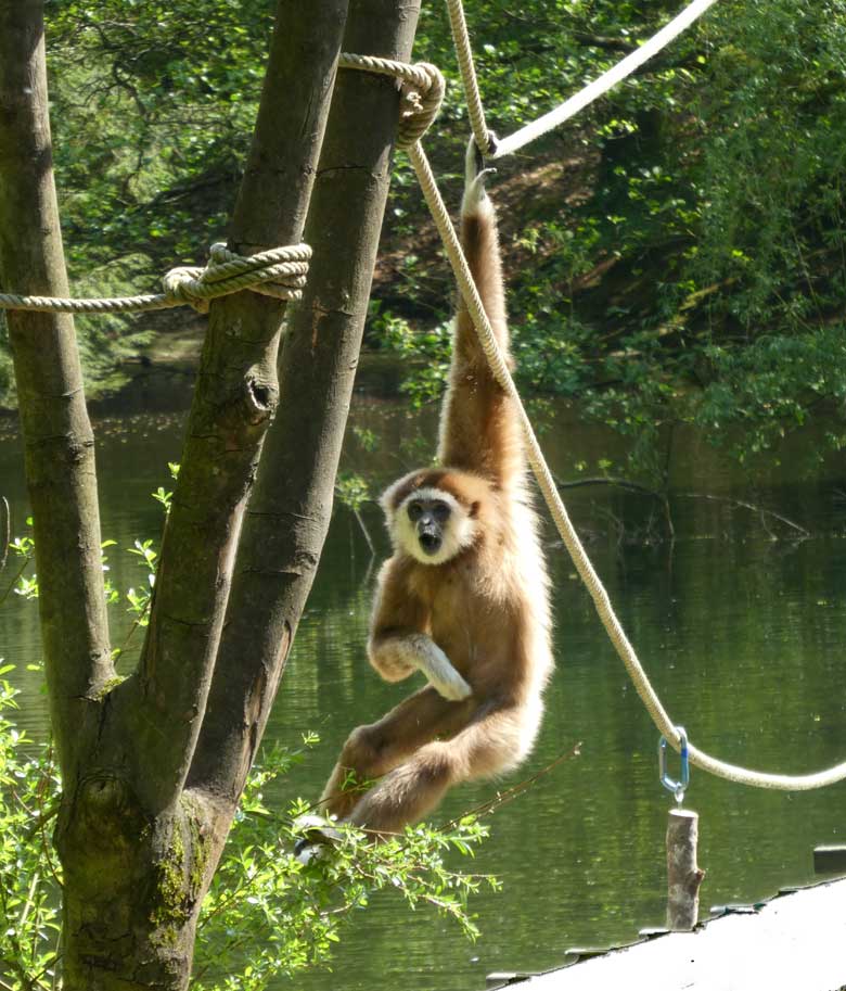 Weißhandgibbon JUNIOR am 22. April 2018 am Großen Teich im Zoo Wuppertal