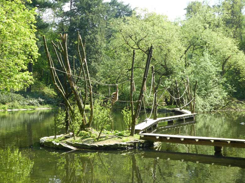 Weißhandgibbon JUNIOR am 22. April 2018 am Großen Teich im Zoologischen Garten Wuppertal