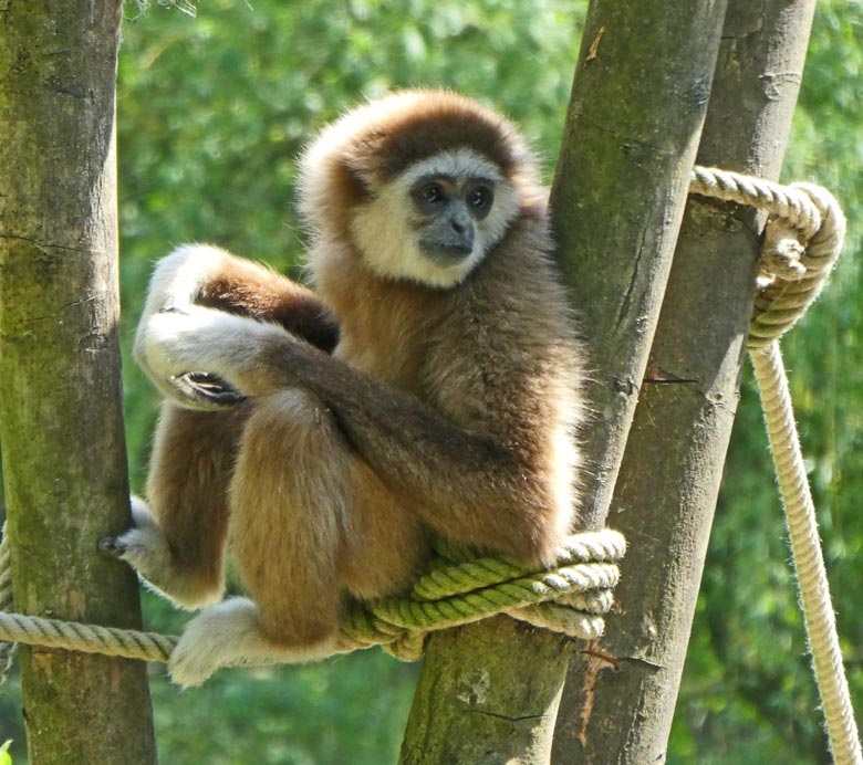 Weißhandgibbon JUNIOR am 22. April 2018 am Großen Teich im Wuppertaler Zoo