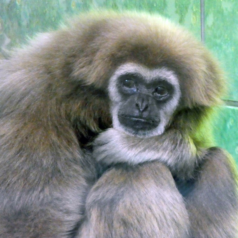 Weißhandgibbon MINNA am 4. Mai 2018 im Gibbonhaus im Grünen Zoo Wuppertal