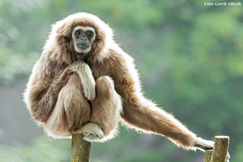 Weißhandgibbon-Weibchen MINNA am 19. Mai 2018 auf der Außenanlage am Großen Teich im Zoologischen Garten Wuppertal (Foto Gerrit Nitsch)