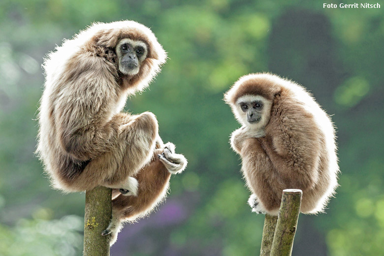 Weißhandgibbon-Weibchen MINNA mit Weißhandgibbon Männchen JUNIOR am 19. Mai 2018 auf der Außenanlage am Großen Teich im Wuppertaler Zoo (Foto Gerrit Nitsch)