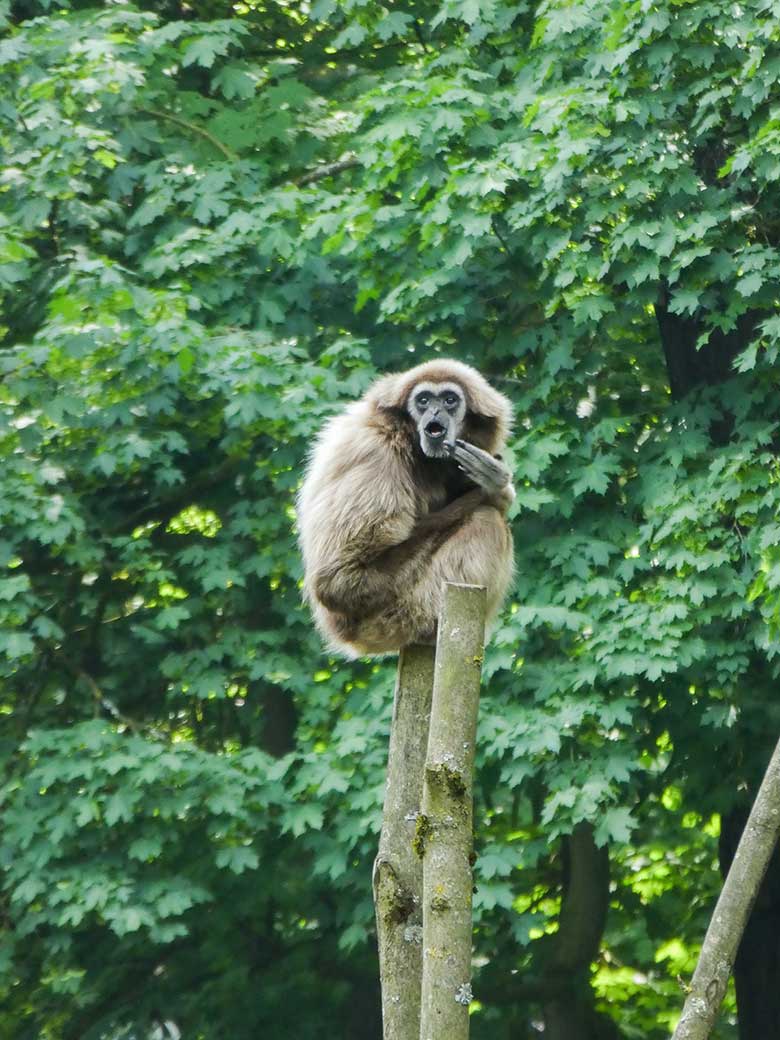 Weißhandgibbon-Weibchen MINNA am 26. Mai 2018 auf der Außenanlage am Großen Teich im Grünen Zoo Wuppertal