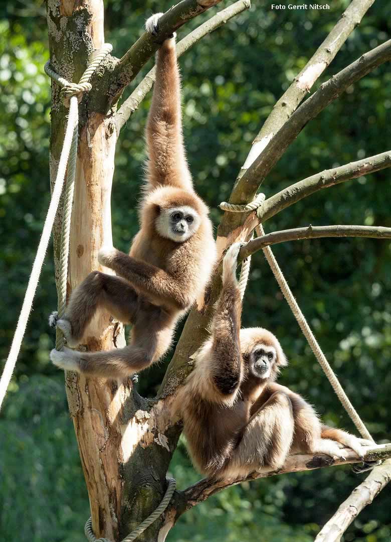 Weißhandgibbons JUNIOR und MINNA am 13. Juli 2018 auf der Außenanlage im Zoologischen Garten Wuppertal (Foto Gerrit Nitsch)