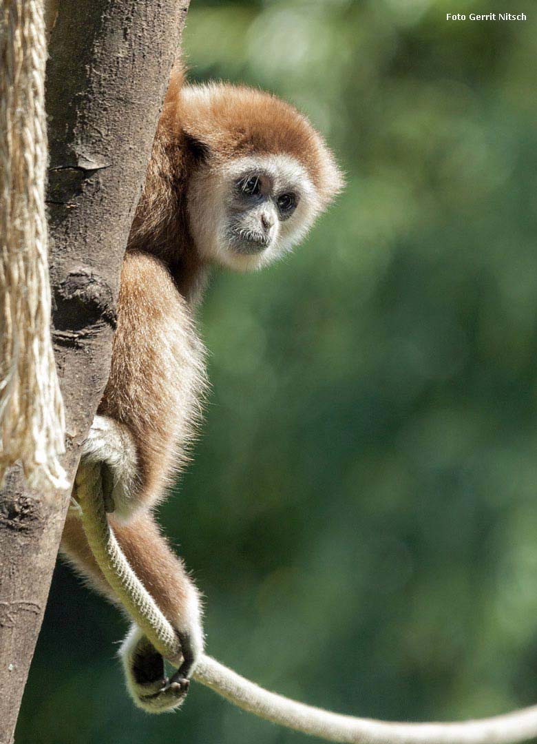 Weißhandgibbon-Männchen JUNIOR am 13. Juli 2018 auf der Außenanlage im Wuppertaler Zoo (Foto Gerrit Nitsch)