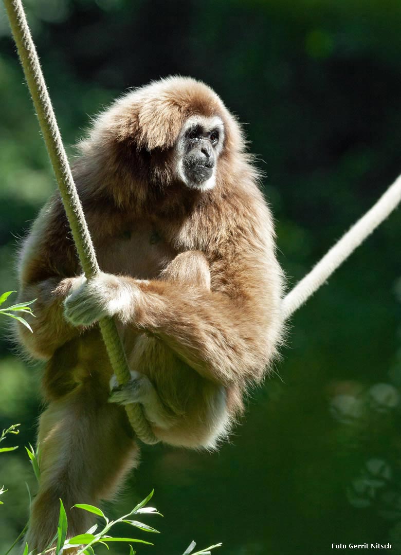 Weißhandgibbon-Weibchen MINNA am 13. Juli 2018 auf der Außenanlage im Zoologischen Garten der Stadt Wuppertal (Foto Gerrit Nitsch)