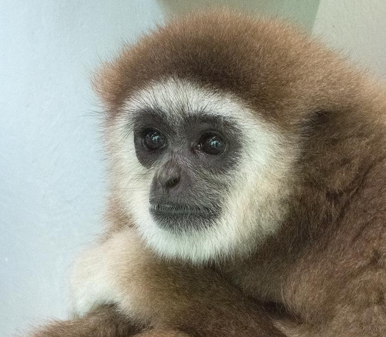 Weißhandgibbon-Männchen JUNIOR am 14. Juli 2018 im Gibbonhaus am Großen Teich im Wuppertaler Zoo