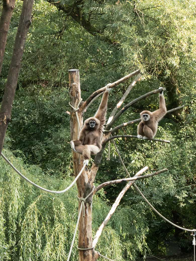 Weißhandgibbon-Weibchen MINNA auf dem Seil und Weißhandgibbon-Männchen JUNIOR auf dem Baum am 27. August 2018 auf der Außenanlage am Großen Teich im Wuppertaler Zoo