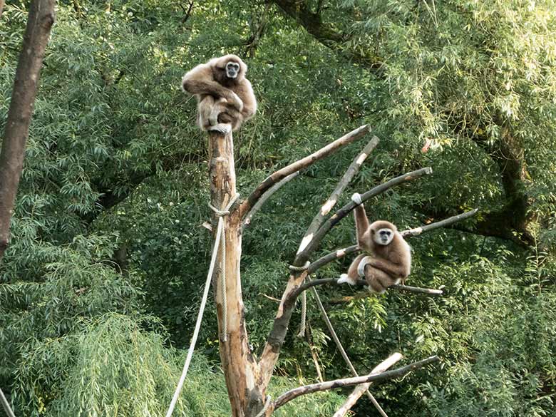 Weißhandgibbons MINNA und JUNIOR am 27. August 2018 auf der Außenanlage am Großen Teich im Grünen Zoo Wuppertal