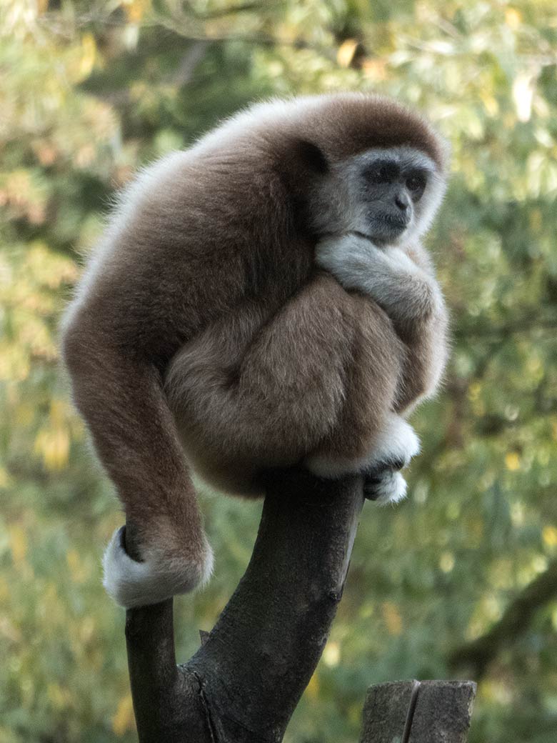 Weißhandgibbon Männchen JUNIOR am 7. Oktober 2018 im Grünen Zoo Wuppertal