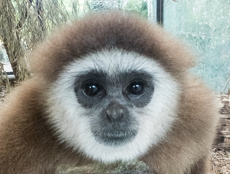 Weißhandgibbon Männchen Junior am 27. Oktober 2018 im Gibbonhaus im Grünen Zoo Wuppertal