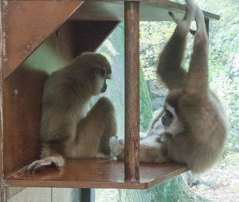 Weißhandgibbon Weibchen FILOMENA und Weißhandgibbon Männchen JUNIOR am 2. November 2018 im Gibbonhaus im Grünen Zoo Wuppertal