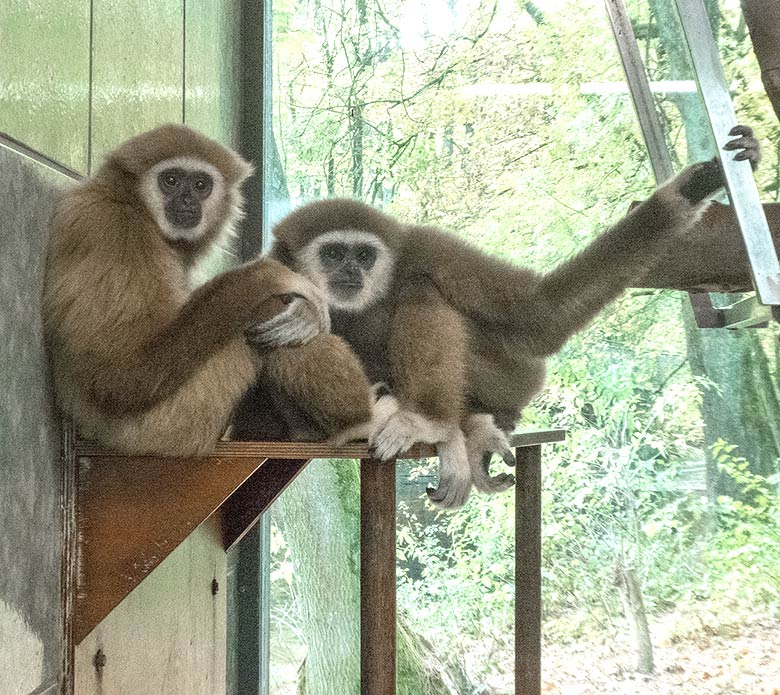 Weißhandgibbon Weibchen FILOMENA und Weißhandgibbon Männchen JUNIOR am 2. November 2018 im Gibbonhaus im Zoo Wuppertal