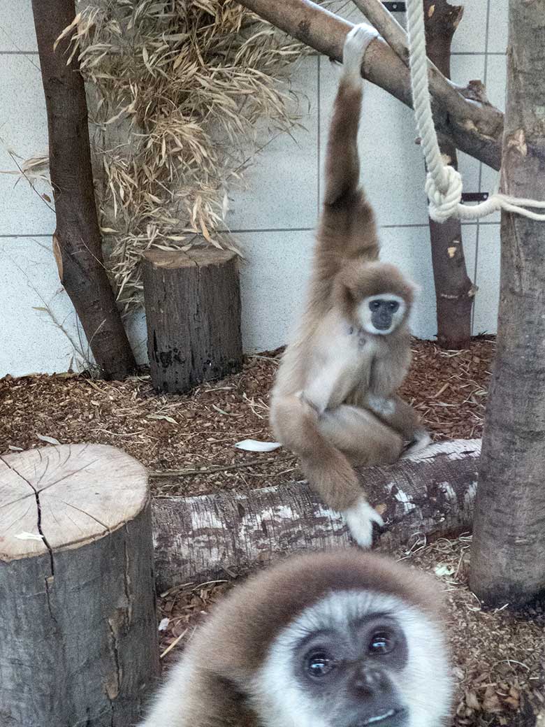 Weißhandgibbon Männchen JUNIOR (vorn) und Weißhandgibbon Weibchen FILOMENA am 10. November 2018 im Gibbonhaus im Grünen Zoo Wuppertal