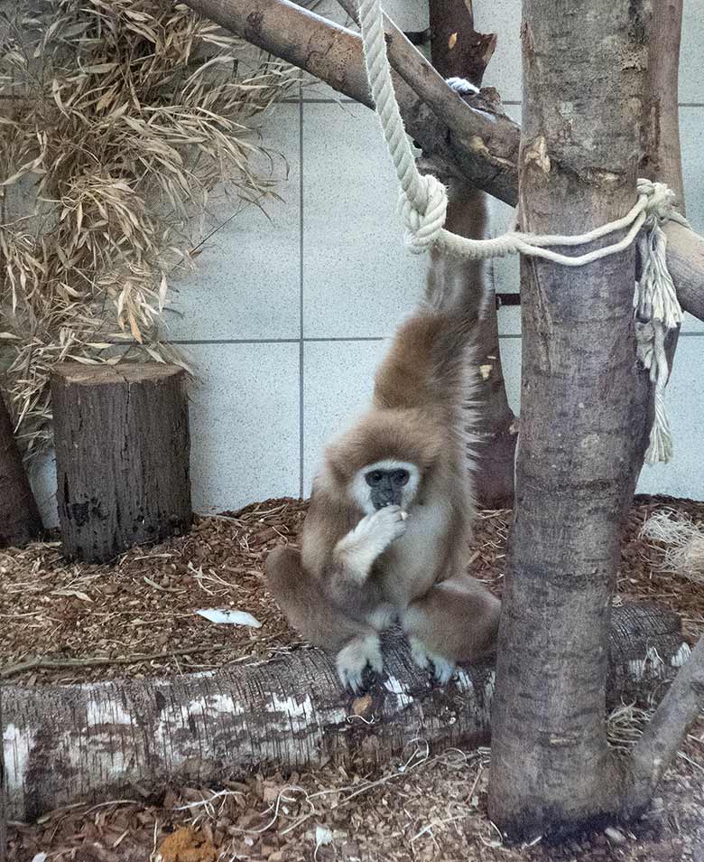 Weißhandgibbon Weibchen FILOMENA am 10. November 2018 im Gibbonhaus im Wuppertaler Zoo