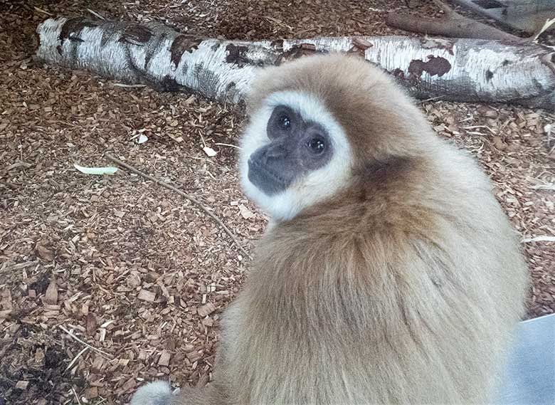 Weißhandgibbon Weibchen FILOMENA am 10. November 2018 im Gibbonhaus im Zoologischen Garten Wuppertal