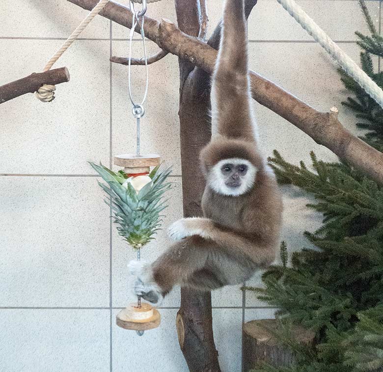 Weißhandgibbon JUNIOR am 20. Januar 2019 im Gibbon-Haus im Grünen Zoo Wuppertal