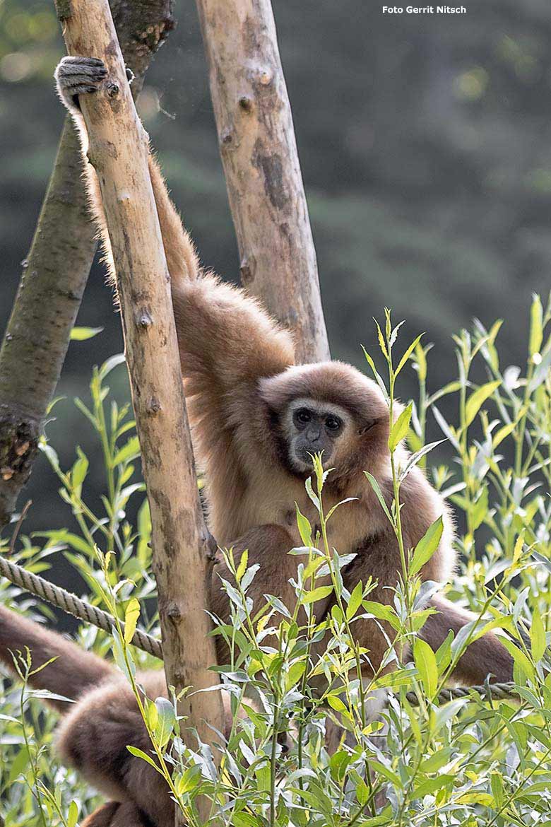 Weißhandgibbon-Weibchen FILOMENA am 22. Juni 2019 auf der Außenanlage am Großen Teich im Grünen Zoo Wuppertal (Foto Gerrit Nitsch)