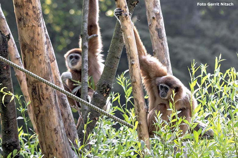 Weißhandgibbon-Männchen JUNIOR und Weißhandgibbon-Weibchen FILOMENA am 22. Juni 2019 auf der Außenanlage am Großen Teich im Wuppertaler Zoo (Foto Gerrit Nitsch)