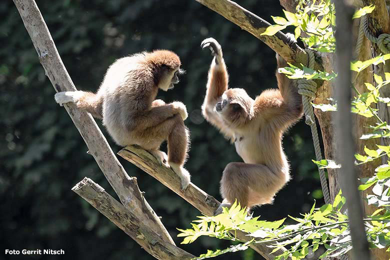 Weißhandgibbon-Männchen JUNIOR und Weißhandgibbon-Weibchen FILOMENA am 29. Juni 2019 auf der Außenanlage am Großen Teich im Wuppertaler Zoo (Foto Gerrit Nitsch)