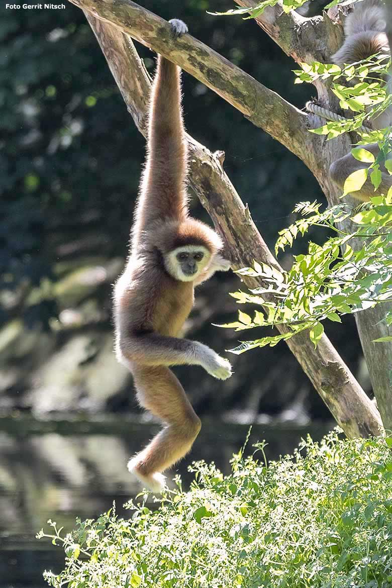 Weißhandgibbon am 29. Juni 2019 auf der Außenanlage am Großen Teich im Grünen Zoo Wuppertal (Foto Gerrit Nitsch)