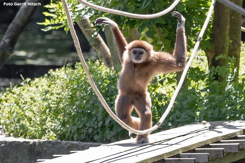 Weißhandgibbon am 29. Juni 2019 auf der Außenanlage am Großen Teich im Zoo Wuppertal (Foto Gerrit Nitsch)