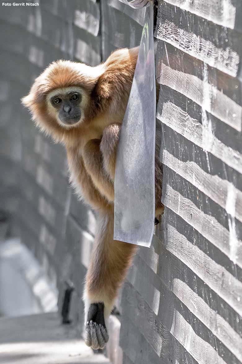 Weißhandgibbon am 29. Juni 2019 auf der Außenanlage am Großen Teich im Zoologischen Garten Wuppertal (Foto Gerrit Nitsch)