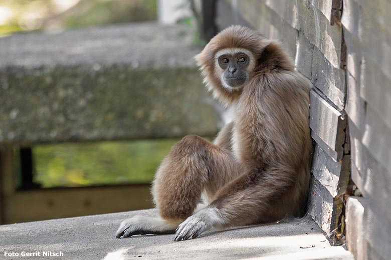 Weißhandgibbon am 29. Juni 2019 auf der Außenanlage am Großen Teich im Wuppertaler Zoo (Foto Gerrit Nitsch)