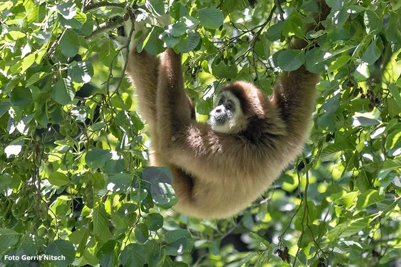 Weißhandgibbon am 29. Juni 2019 auf der Außenanlage am Großen Teich im Grünen Zoo Wuppertal (Foto Gerrit Nitsch)