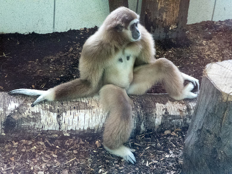 Weißhandgibbon-Weibchen FILOMENA am 20. Juli 2019 im Gibbon-Haus im Zoologischen Garten Wuppertal