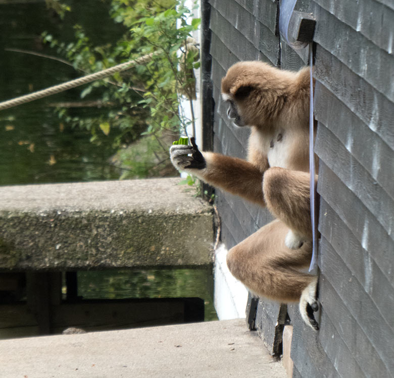 Weißhandgibbon-Weibchen FILOMENA am 20. Juli 2019 am Ausgang am Gibbon-Haus im Zoo Wuppertal