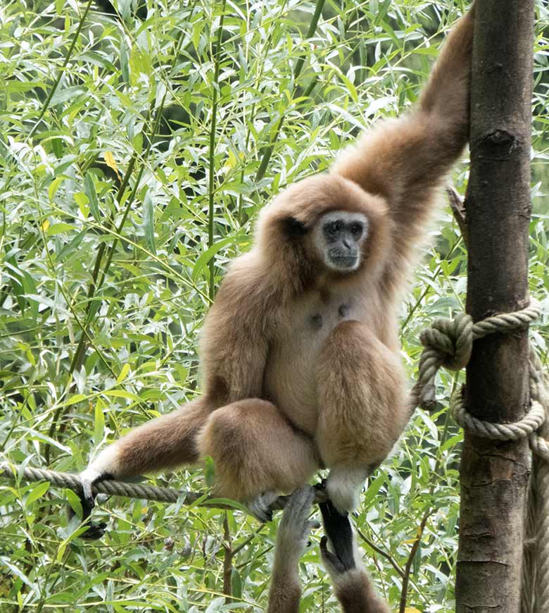 Weißhandgibbon-Weibchen FILOMENA am 20. Juli 2019 auf der Außenanlage am Gibbon-Haus im Grünen Zoo Wuppertal