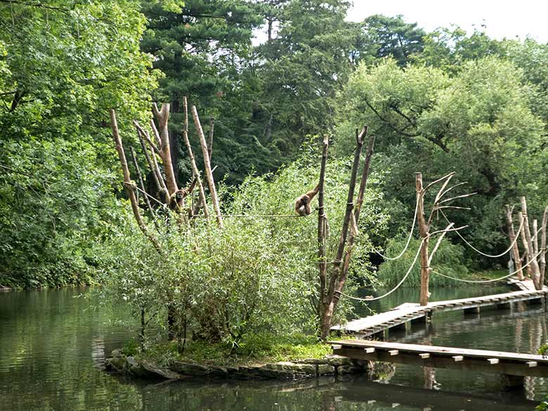 Weißhandgibbons JUNIOR und FILOMENA am 20. Juli 2019 auf der Außenanlage am Gibbon-Haus im Zoologischen Garten der Stadt Wuppertal