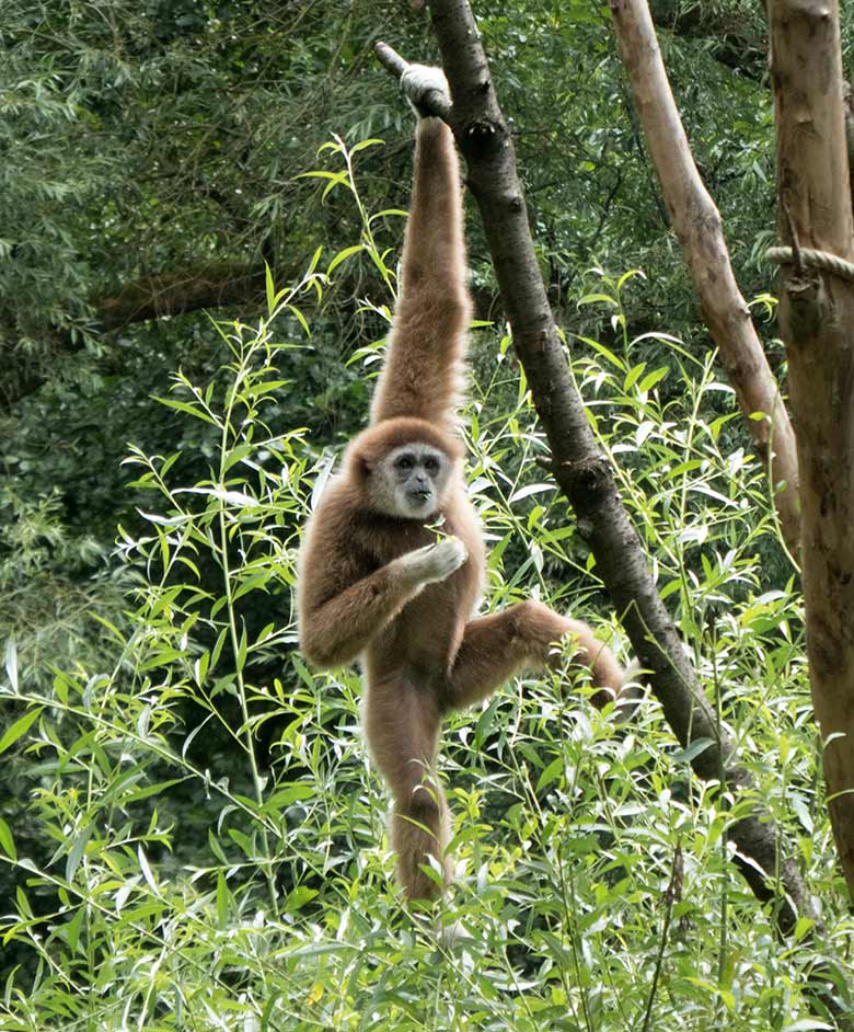 Weißhandgibbon-Männchen JUNIOR am 20. Juli 2019 auf der Außenanlage am Gibbon-Haus im Wuppertaler Zoo