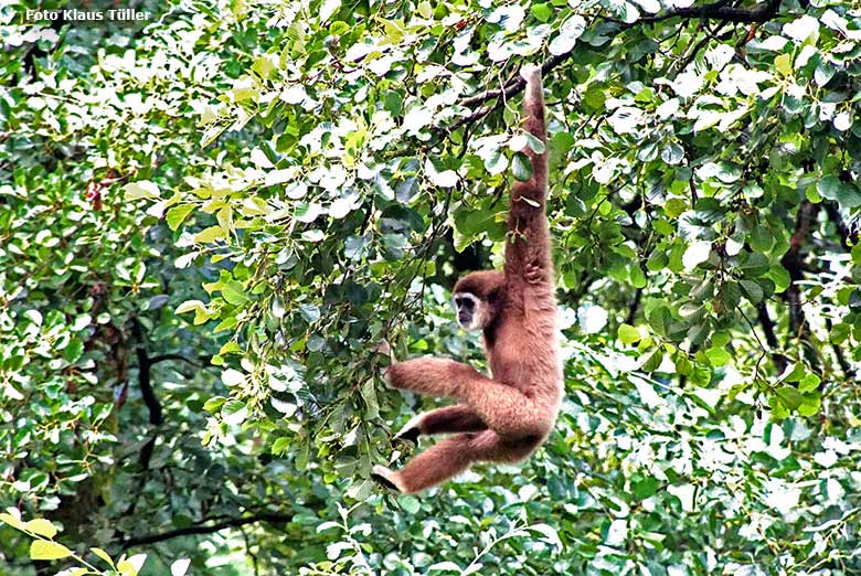 Weißhandgibbon-Männchen JUNIOR am 3. August 2019 auf der Außenanlage im Grünen Zoo Wuppertal (Foto Klaus Tüller)