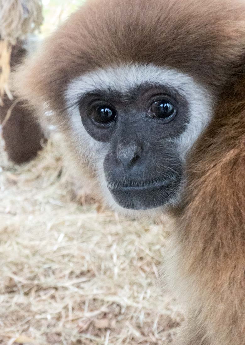 Weißhandgibbon Weibchen FILOMENA am 26. Oktober 2019 im Gibbon-Haus im Grünen Zoo Wuppertal