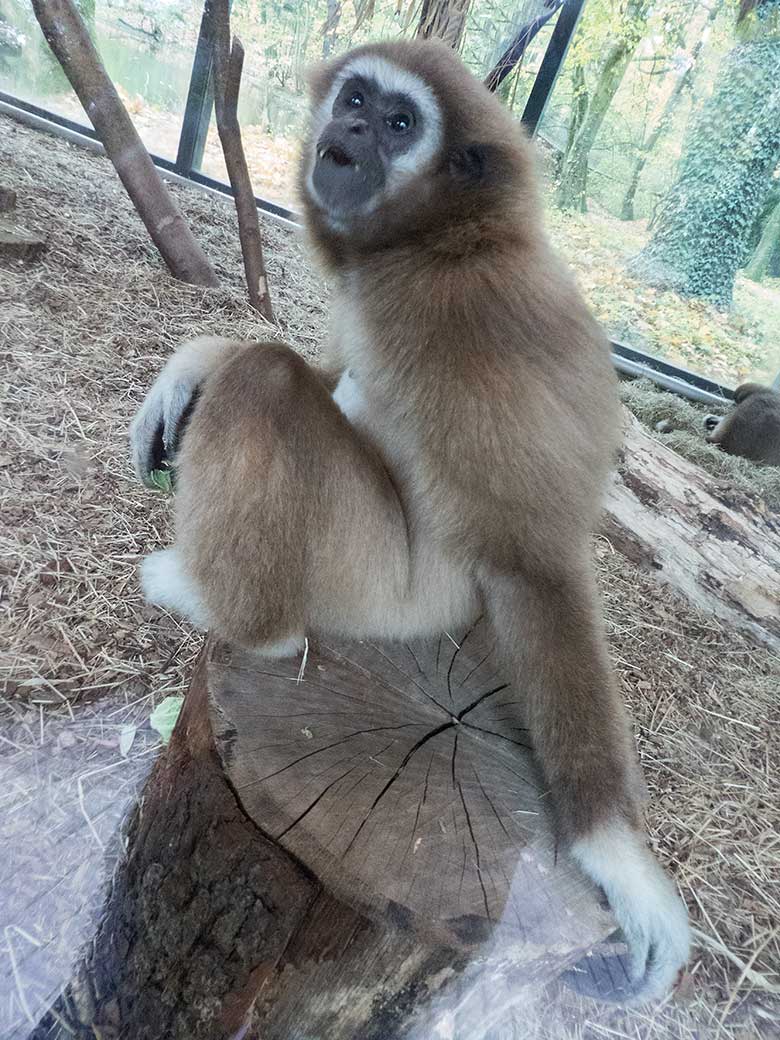 Weißhandgibbon-Weibchen FILOMENA am 11. November 2019 im Gibbon-Haus am Großen Teich im Grünen Zoo Wuppertal