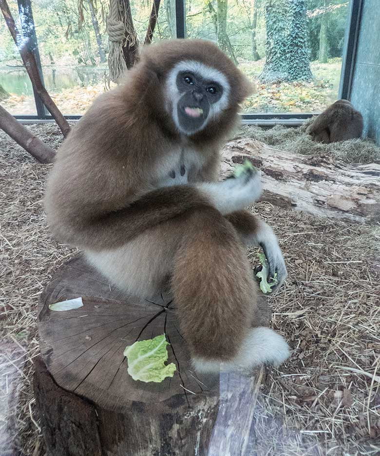 Weißhandgibbon-Weibchen FILOMENA am 11. November 2019 im Gibbon-Haus am Großen Teich im Wuppertaler Zoo