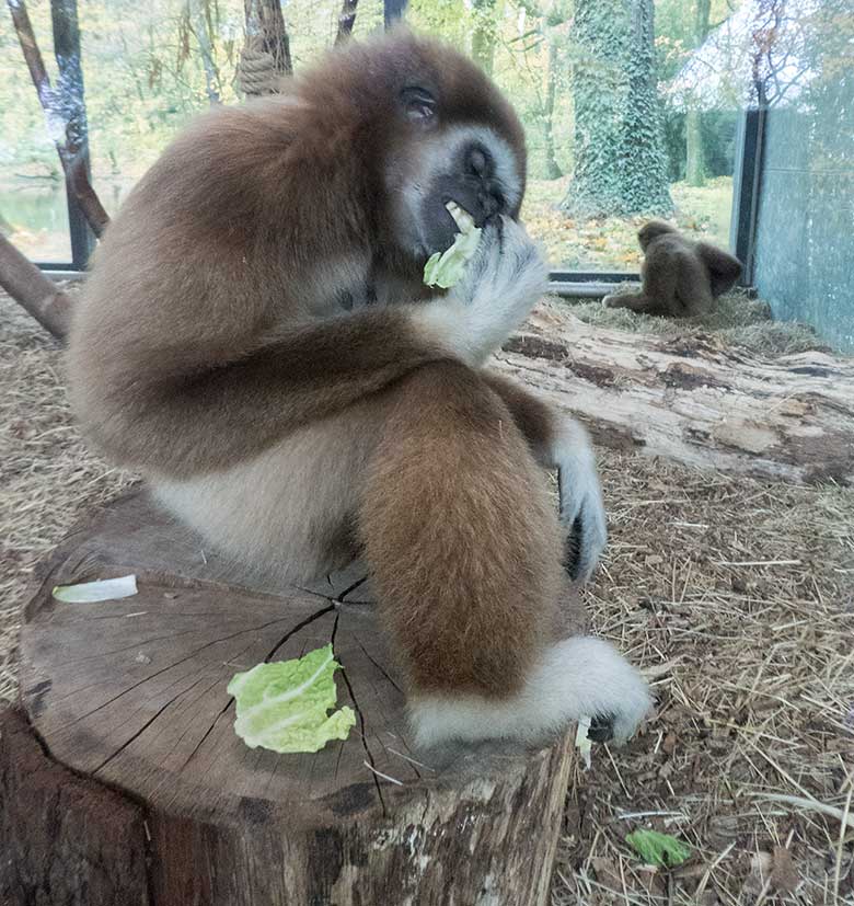 Weißhandgibbon-Weibchen FILOMENA am 11. November 2019 im Gibbon-Haus am Großen Teich im Zoo Wuppertal