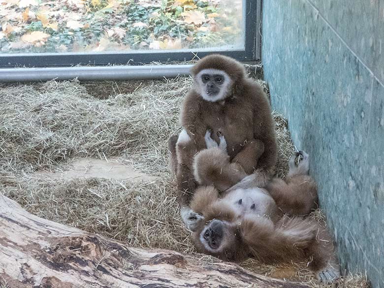 Weißhandgibbon-Weibchen FILOMENA (vorn) und Weißhandgibbon-Männchen JUNIOR (hinten) am 11. November 2019 im Gibbon-Haus am Großen Teich im Grünen Zoo Wuppertal