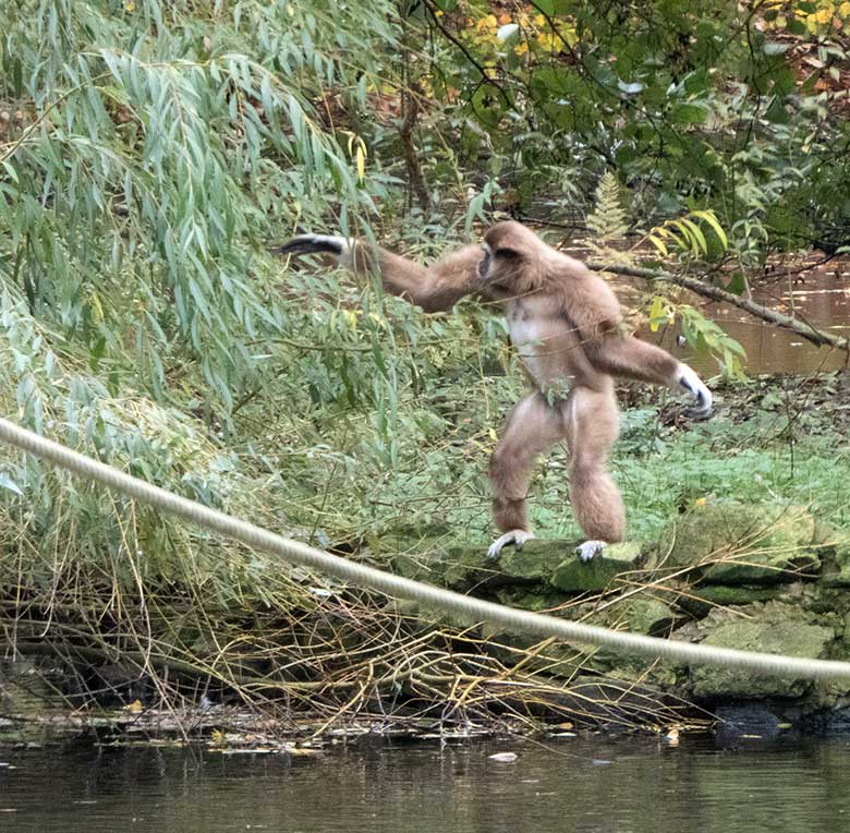 Weißhandgibbon-Weibchen FILOMENA am 11. November 2019 auf der Insel im Großen Teich im Grünen Zoo Wuppertal