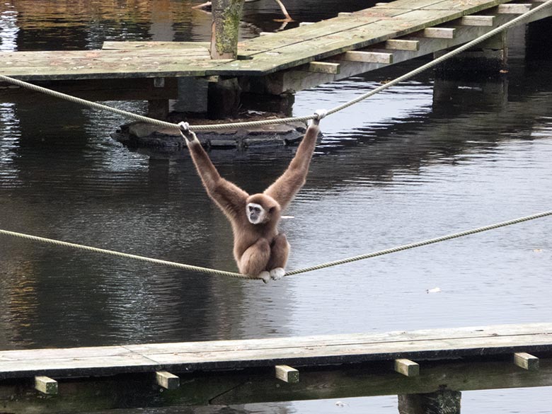 Weißhandgibbon-Männchen JUNIOR am 11. November 2019 auf einem Seil über dem Laufsteg zur Insel im Großen Teich im Wuppertaler Zoo