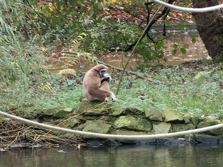 Weißhandgibbon-Weibchen FILOMENA am 11. November 2019 auf der Insel im Großen Teich im Zoo Wuppertal