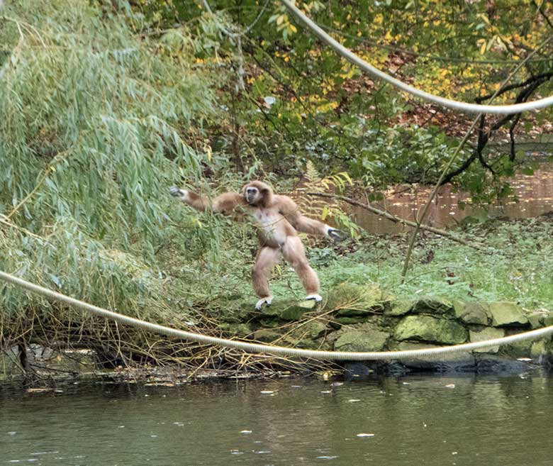 Weißhandgibbon-Weibchen FILOMENA am 11. November 2019 auf der Insel im Großen Teich im Grünen Zoo Wuppertal