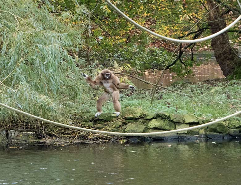 Weißhandgibbon-Weibchen FILOMENA am 11. November 2019 auf der Insel im Großen Teich im Wuppertaler Zoo