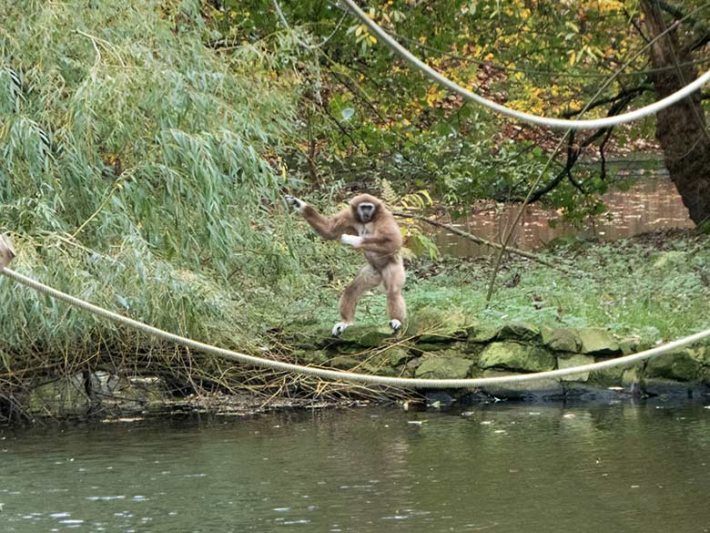 Weißhandgibbon-Weibchen FILOMENA am 11. November 2019 auf der Insel im Großen Teich im Zoo Wuppertal