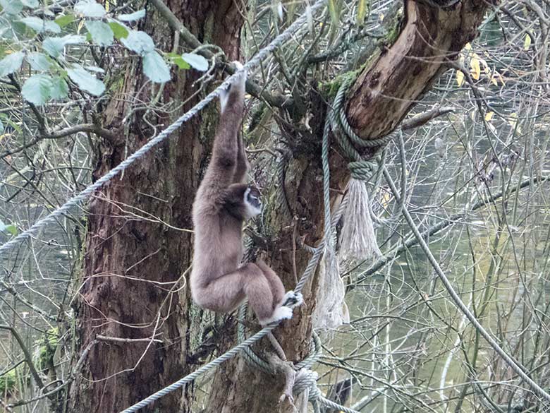 Weißhandgibbon-Männchen JUNIOR am 11. November 2019 auf der Insel im Großen Teich im Grünen Zoo Wuppertal