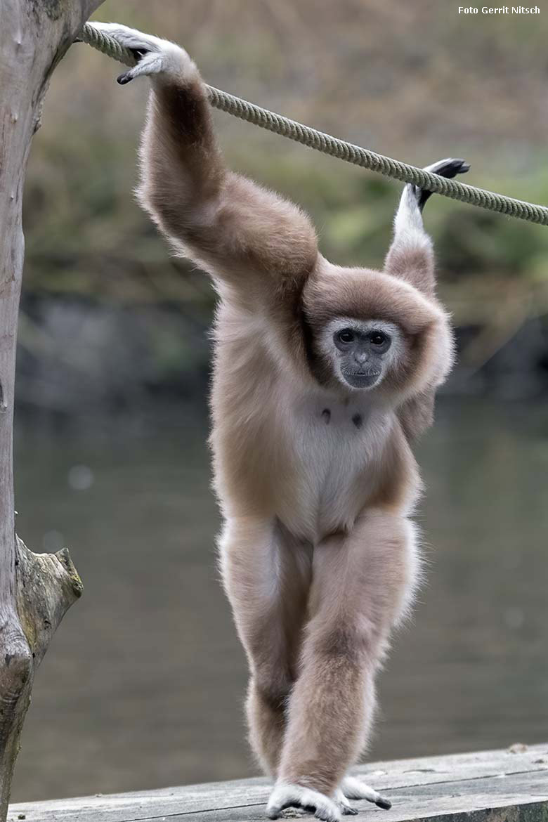 Weißhandgibbon-Weibchen FILOMENA am 6. Januar 2020 auf der Außenanlage am Großen Teich im Zoologischen Garten (Foto Gerrit Nitsch)