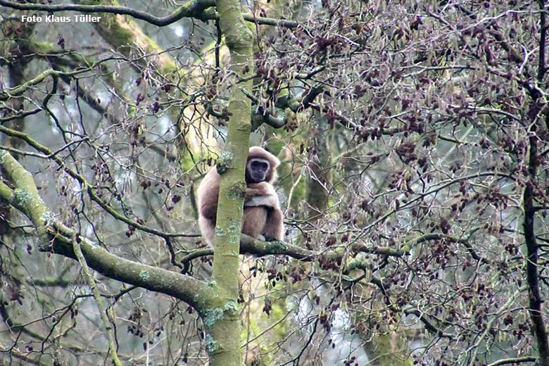 Weißhandgibbon am 25. Januar 2020 auf der Außenanlage am Großen Teich im Grünen Zoo Wuppertal (Foto Klaus Tüller)